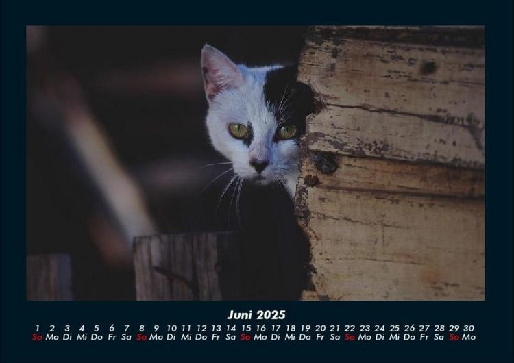 Produktbild: F&uuml;r Katzenfreunde 2025 Fotokalender DIN A4
