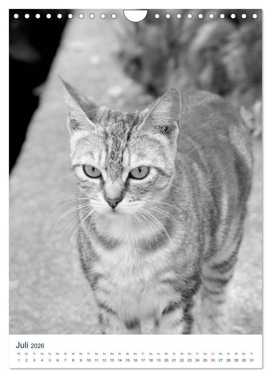 Produktbild: Wilde Katzen - Korsikas Samtpfoten (Wandkalender 2026 DIN A4 hoch), CALVENDO Monatskalender