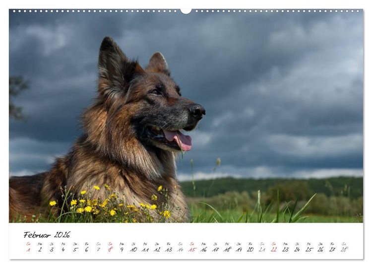 Produktbild: Zauberhafte Langhaar Sch&auml;ferhunde (hochwertiger Premium Wandkalender 2026 DIN A2 quer), Kunstdruck in Hochglanz