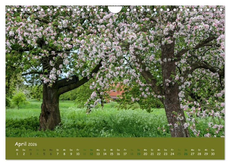 Produktbild: Steink&auml;uze (Athene noctua) (Wandkalender 2026 DIN A4 quer), CALVENDO Monatskalender