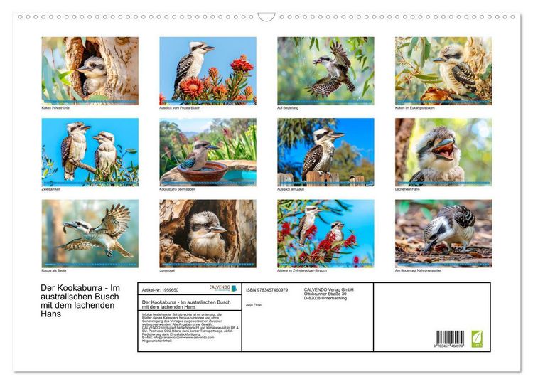 Produktbild: Der Kookaburra - Im australischen Busch mit dem lachenden Hans (Wandkalender 2026 DIN A2 quer), CALVENDO Monatskalender