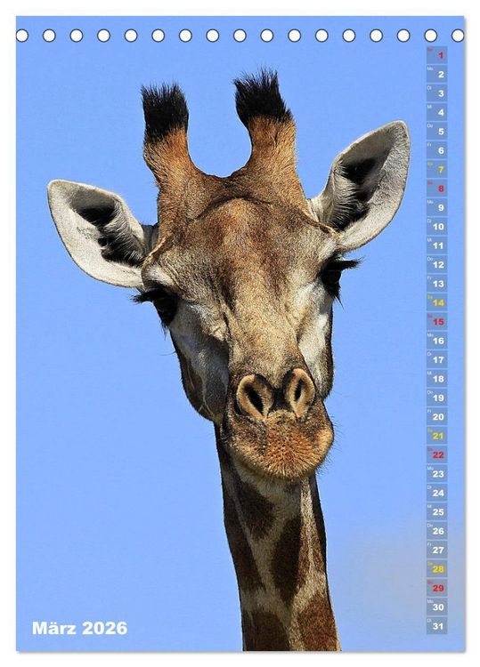 Produktbild: Giraffen - Anmut und Sanftheit (Tischkalender 2026 DIN A5 hoch), CALVENDO Monatskalender