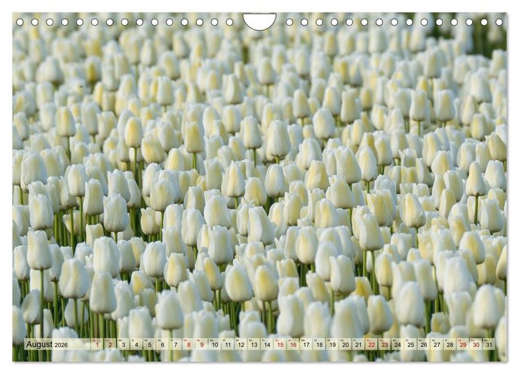 Produktbild: Tulpen - Hollands Stolz (Wandkalender 2026 DIN A4 quer), CALVENDO Monatskalender