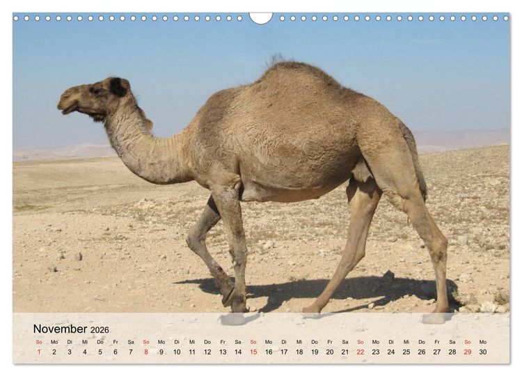 Produktbild: Kamele in der W&uuml;stensonne (Wandkalender 2026 DIN A3 quer), CALVENDO Monatskalender
