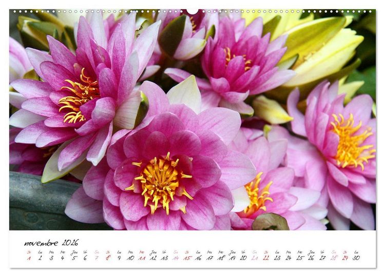 Produktbild: N&eacute;nuphars enchanteurs (Calendrier mural 2026 DIN A2 vertical) calendrier de bureau