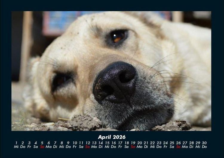 Produktbild: Hunde 2026 Fotokalender DIN A4