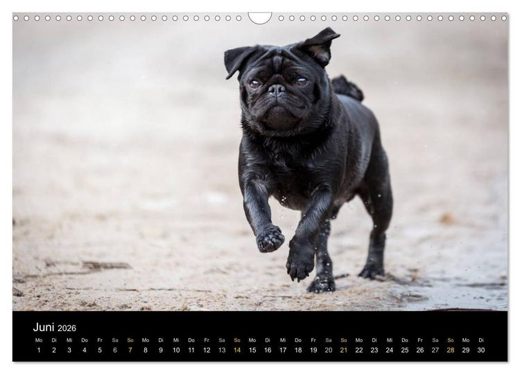 Produktbild: Diesel, der schwarze Mops (Wandkalender 2026 DIN A3 quer), CALVENDO Monatskalender
