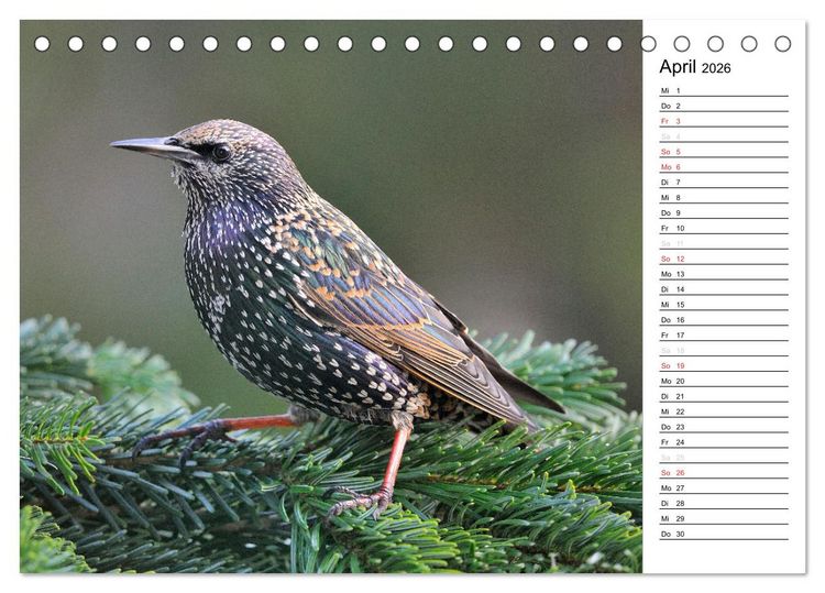 Produktbild: Unsere heimischen Gartenv&ouml;gel (Tischkalender 2026 DIN A5 quer), CALVENDO Monatskalender