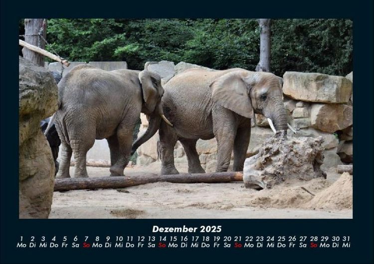Produktbild: Der Elefantenkalender 2025 Fotokalender DIN A4