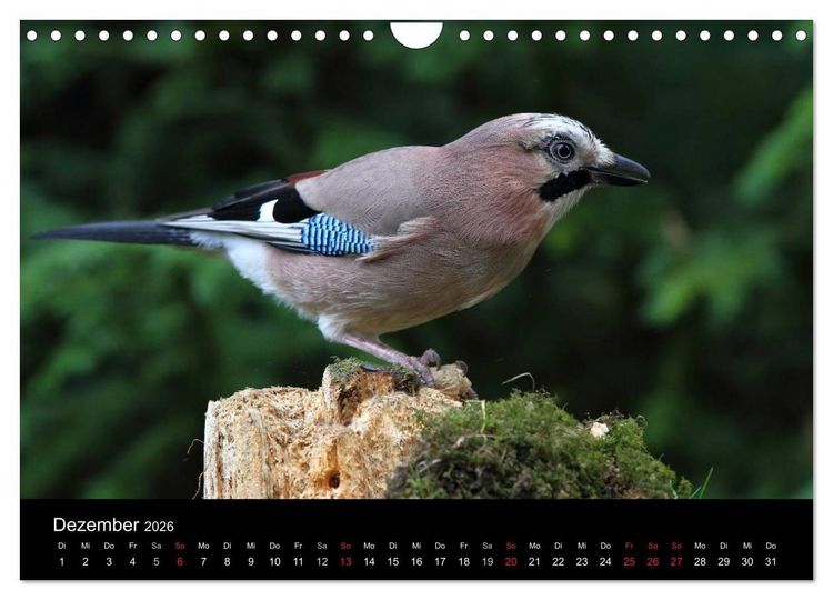 Produktbild: Eichelh&auml;her der Waldpolizist (Wandkalender 2026 DIN A4 quer), CALVENDO Monatskalender
