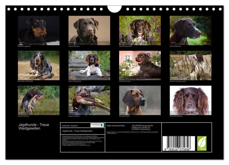 Produktbild: Jagdhunde - Treue Waidgesellen (Wandkalender 2026 DIN A4 quer), CALVENDO Monatskalender