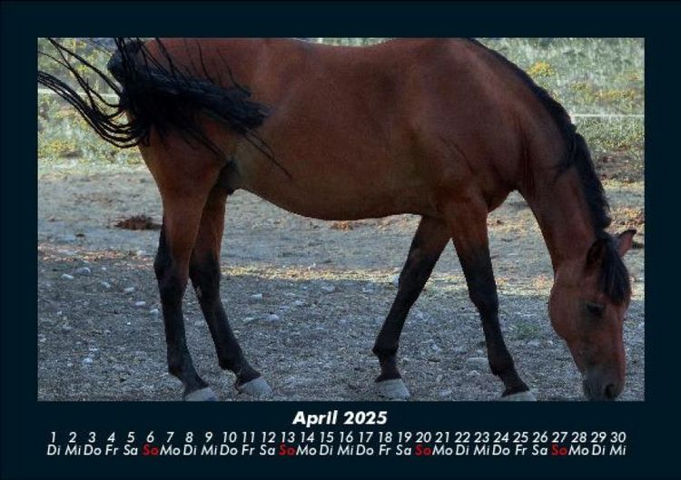 Produktbild: Pferde Kalender 2025 Fotokalender DIN A5