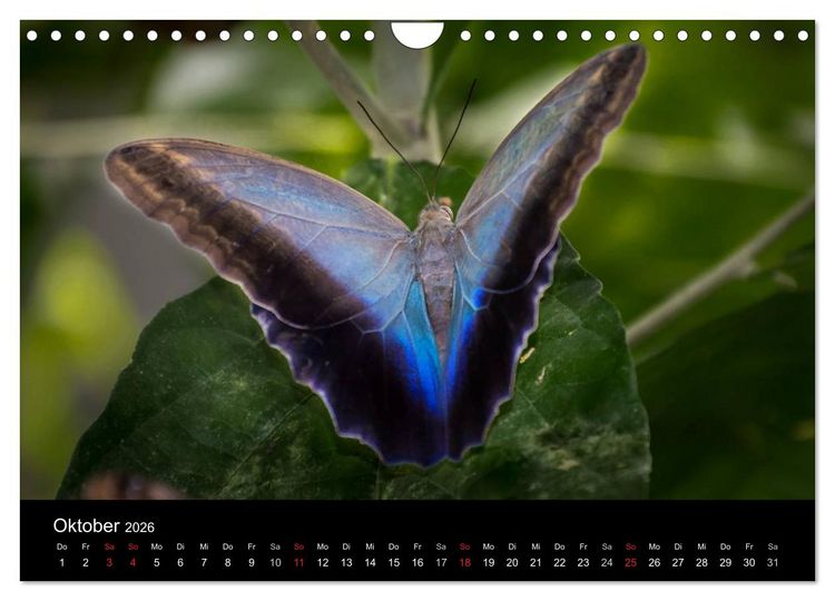 Produktbild: Costa Rica. Faszinierende Tierwelt (Wandkalender 2026 DIN A4 quer), CALVENDO Monatskalender