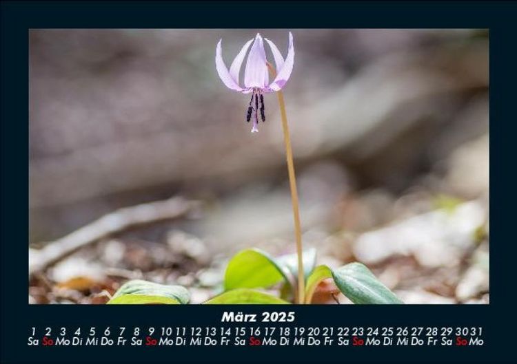 Produktbild: Blumentr&auml;ume 2025 Fotokalender DIN A5