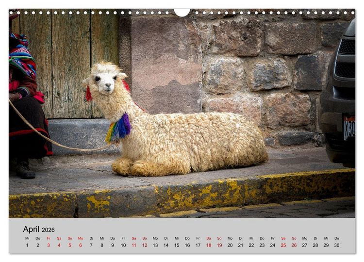 Produktbild: Unter Lamas und Alpakas (Wandkalender 2026 DIN A3 quer), CALVENDO Monatskalender