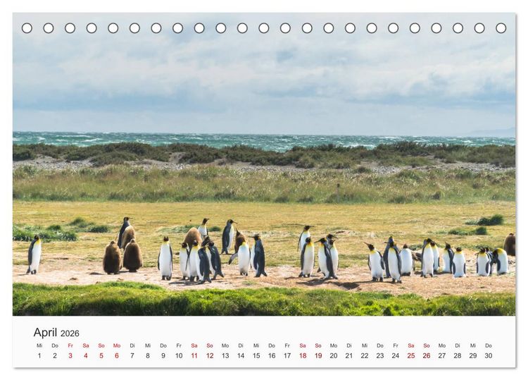 Produktbild: Pinguine - Die sympathischen Frack-Tr&auml;ger (Tischkalender 2026 DIN A5 quer), CALVENDO Monatskalender