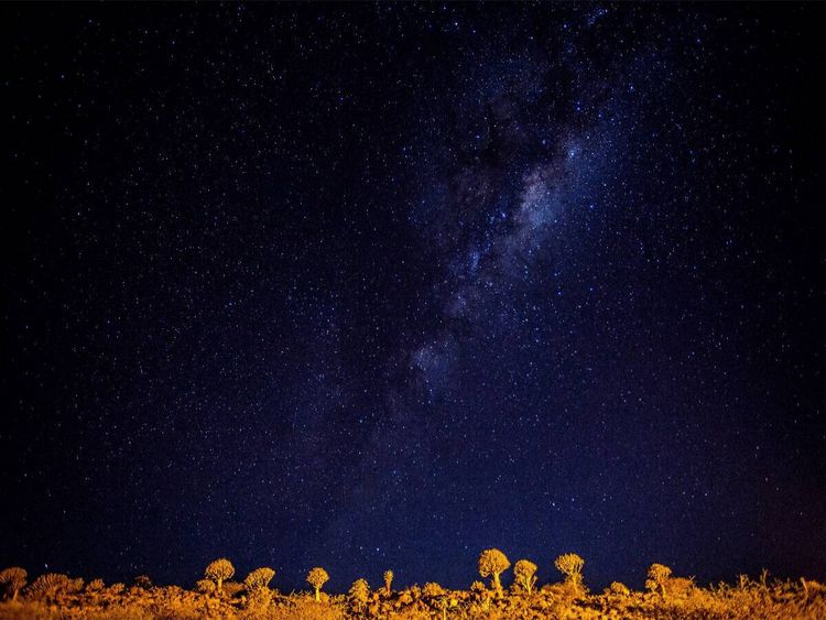 Produktbild: CALVENDO Puzzle K&ouml;cherbaumwald bei Nacht | 1000 Teile Lege-Gr&ouml;&szlig;e 64x48cm Foto-Puzzle f&uuml;r gl&uuml;ckliche Stunden