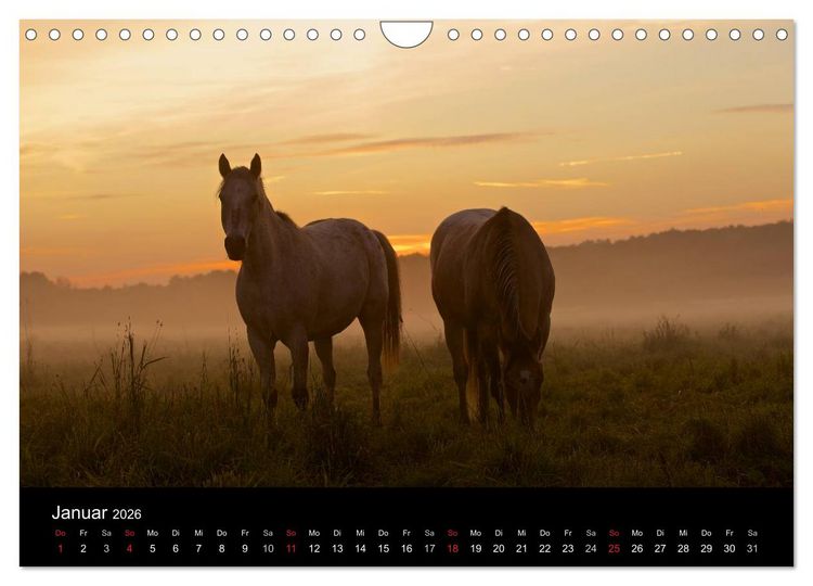 Produktbild: Wilde Pferde (Wandkalender 2026 DIN A4 quer), CALVENDO Monatskalender