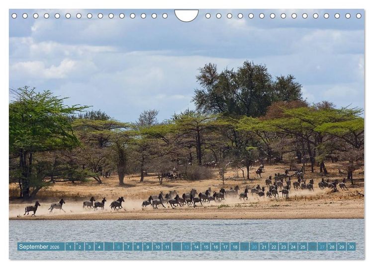Produktbild: Afrikas Tierwelt: Zebras (Wandkalender 2026 DIN A4 quer), CALVENDO Monatskalender