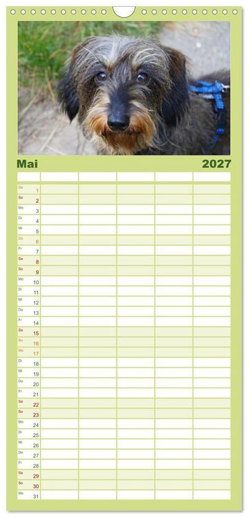 Produktbild: Familienplaner 2027 - Der Zwergrauhaardackel - Eigensinnig und Liebenswert mit 5 Spalten (Wandkalender, 21 x 45 cm) CALVENDO