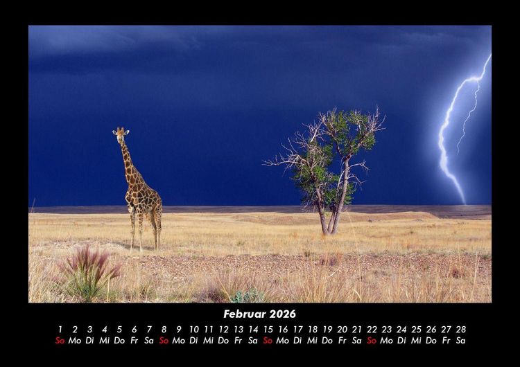 Produktbild: Giraffen 2026 Fotokalender DIN A3