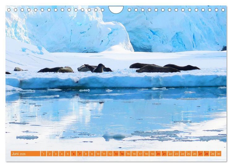 Produktbild: Arktis und Antarktis - Eisig durch das Jahr (Wandkalender 2026 DIN A4 quer), CALVENDO Monatskalender