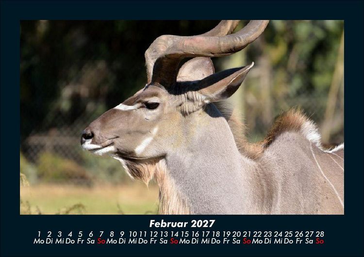 Produktbild: Tiere in der Wildnis 2027 Fotokalender DIN A5