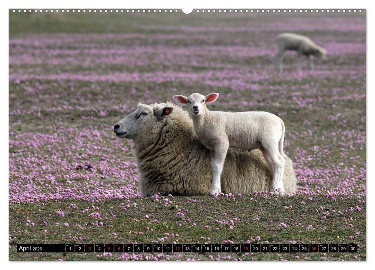 Produktbild: Sylt ist Meer (Wandkalender 2026 DIN A2 quer), CALVENDO Monatskalender