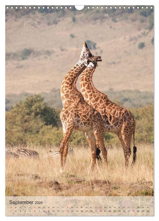 Produktbild: Emotionale Momente: Giraffen, die h&ouml;chsten Tiere der Welt. (Wandkalender 2026 DIN A3 hoch), CALVENDO Monatskalender