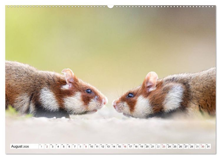 Produktbild: Herzige Feldhamster - farbenfrohe Nagetiere im st&auml;dtischen Lebensraum (hochwertiger Premium Wandkalender 2026 DIN A2 quer), Kunstdruck in Hochglanz