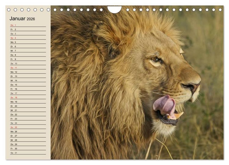 Produktbild: L&ouml;wen. Majest&auml;tische Kraft (Wandkalender 2026 DIN A4 quer), CALVENDO Monatskalender