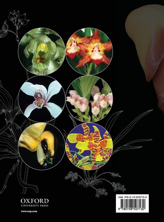 Produktbild: Genera Orchidacearum Vol 5 Pt 2 Genorc C