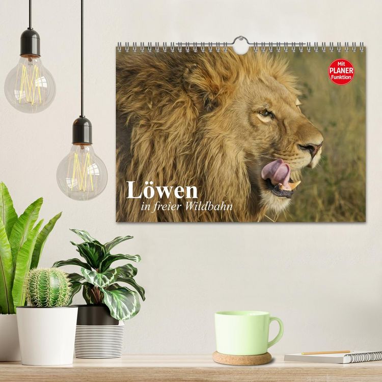 Produktbild: L&ouml;wen in freier Wildbahn (Wandkalender 2026 DIN A4 quer), CALVENDO Monatskalender
