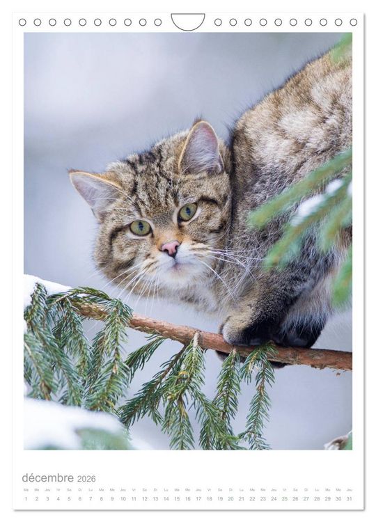 Produktbild: Chats forestiers (Calendrier mural 2026 DIN A4 horizontal), CALVENDO calendrier mensuel