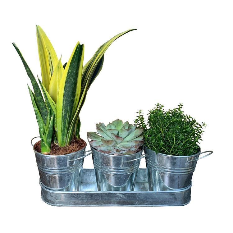 Produktbild: HTI-Living Pflanz-Set CORNWALL, D=13cm, H=12 cm, L=38,5 cm,
