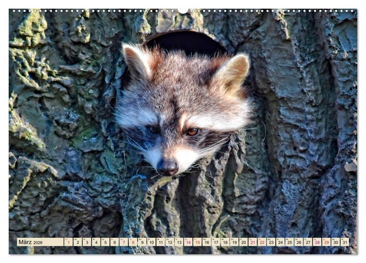 Produktbild: Waschb&auml;r - Niedlicher Allesfresser (Wandkalender 2026 DIN A2 quer), CALVENDO Monatskalender