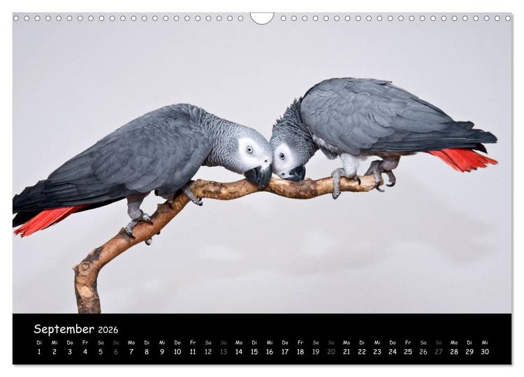 Produktbild: Graupapageien mit Herz (Wandkalender 2026 DIN A3 quer), CALVENDO Monatskalender