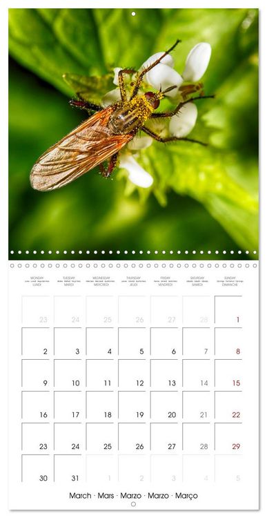 Produktbild: Natural beauty. Close-up insects (Wall Calendar 2026 12 &times; 12 Inch) CALVENDO 12 Month Wall Calendar