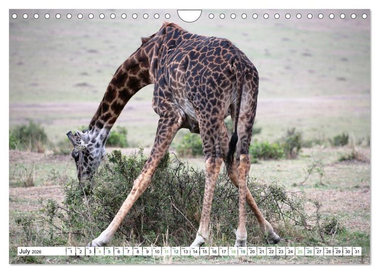 Produktbild: Big10 Of Masai Mara Kenya Africa (Wall Calendar 2026 DIN A4 landscape), CALVENDO 12 Month Wall Calendar