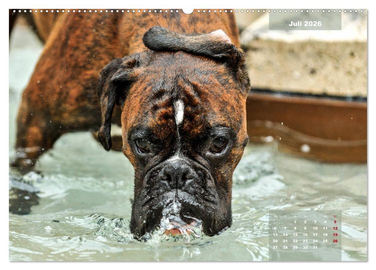 Produktbild: Einmal Boxer - immer Boxer (hochwertiger Premium Wandkalender 2026 DIN A2 quer), Kunstdruck in Hochglanz