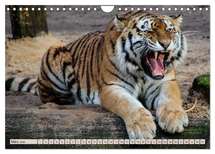 Produktbild: Tiger. Gestreift, wild u. sch&ouml;n (Wandkalender 2026 DIN A4 quer), CALVENDO Monatskalender