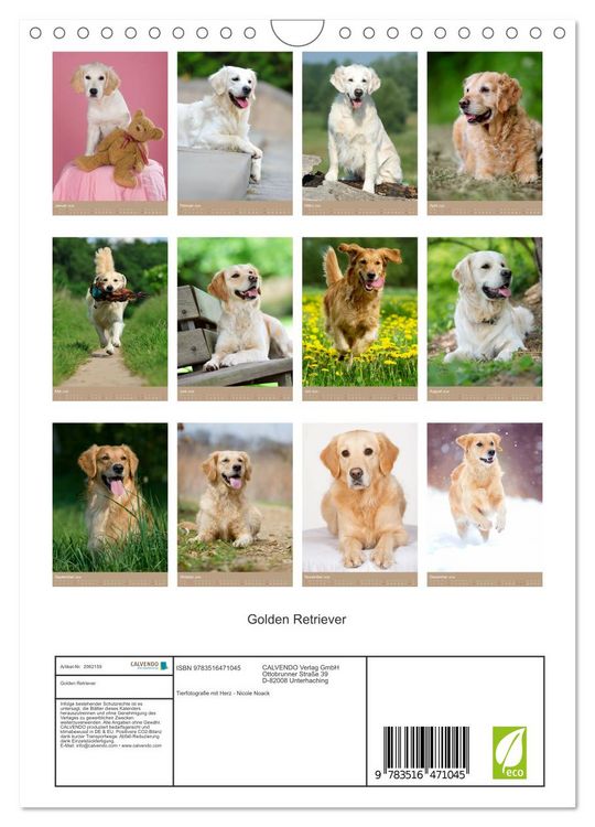Produktbild: Golden Retriever (Wandkalender 2026 DIN A4 hoch), CALVENDO Monatskalender