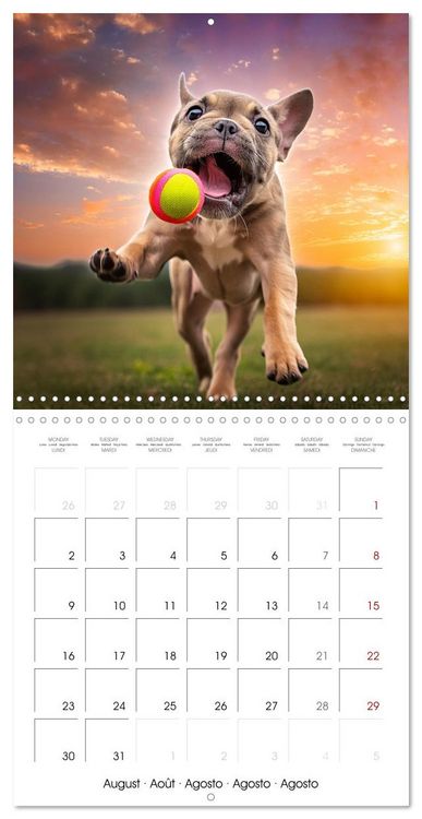 Produktbild: French Bulldogs in play frenzy (Wall Calendar 2027 12 &times; 12 Inch) CALVENDO 12 Month Wall Calendar