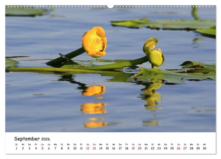 Produktbild: Eine Reise ins magische Donaudelta (Wandkalender 2026 DIN A2 quer), CALVENDO Monatskalender