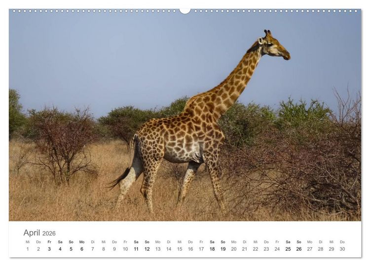 Produktbild: Afrika - Tiere im Kr&uuml;ger Nationalpark (hochwertiger Premium Wandkalender 2026 DIN A2 quer), Kunstdruck in Hochglanz