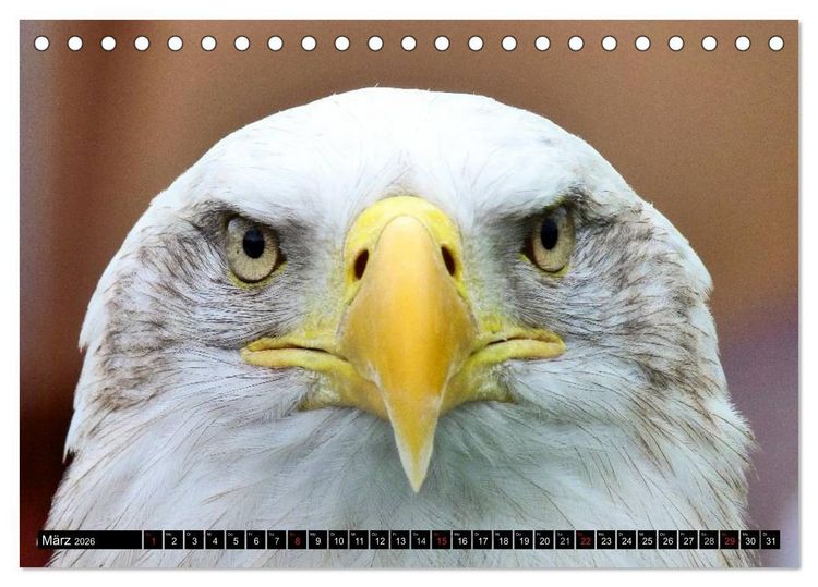 Produktbild: Adler und Greife - K&ouml;nige des Himmels (Tischkalender 2026 DIN A5 quer), CALVENDO Monatskalender