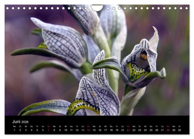 Produktbild: S&uuml;dpatagonien &ndash; das "Ende" der Welt (Wandkalender 2026 DIN A4 quer), CALVENDO Monatskalender