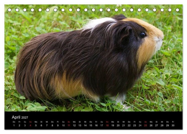 Produktbild: Die Welt der Haustiere (Tischkalender 2027 DIN A5 quer), CALVENDO Monatskalender