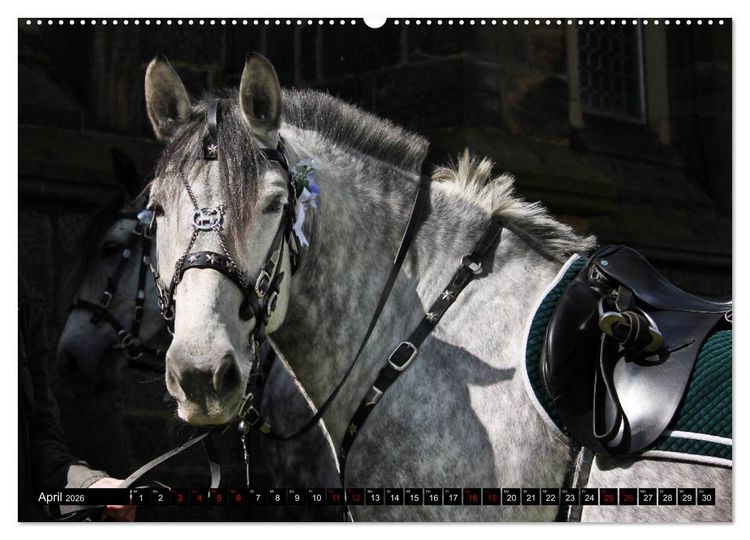 Produktbild: Schwere Warmbl&uuml;ter 2026 (hochwertiger Premium Wandkalender 2026 DIN A2 quer), Kunstdruck in Hochglanz