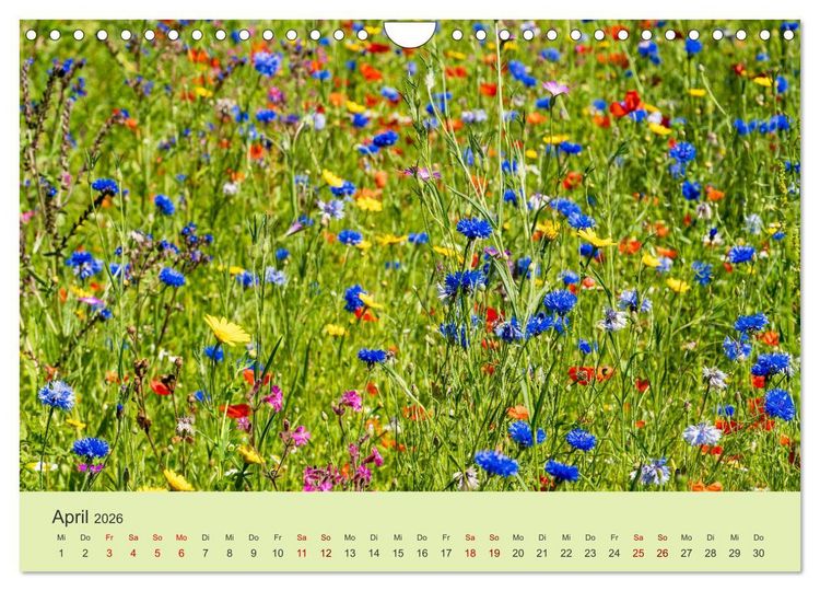 Produktbild: Wilde Blumen - ein Spaziergang durch die Natur (Wandkalender 2026 DIN A4 quer), CALVENDO Monatskalender